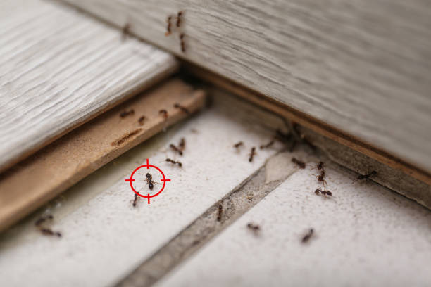 Best Best Pest Control Near Me  in Homer, MI